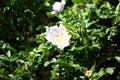 Flowers rose hips Royalty Free Stock Photo