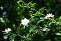 Flowers rose hips Royalty Free Stock Photo