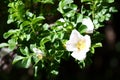 Flowers rose hips Royalty Free Stock Photo