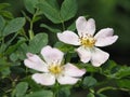 Flowers rose hips Royalty Free Stock Photo