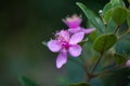 Flowers of a rose myrtle, Rhodomyrtus tomentosa