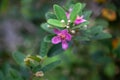 Flowers of a rose myrtle, Rhodomyrtus tomentosa