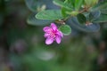 Flowers of a rose myrtle, Rhodomyrtus tomentosa