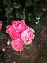 Flowers, rose, pink, my favourite flowers, park in city, tourism