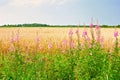 Flowers rosebay willowherb or fireweed. Gold ripe wheat or rye ears against blue sky. Summer sunday. Typical european pastoral Royalty Free Stock Photo