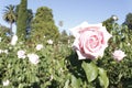 Flowers- Rosedal Park - Palermo- Buenos Aires city.