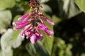 Roseleaf sage Salvia involucrata