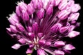 Flowers round onions on a black background