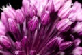 Flowers round onions on a black background Royalty Free Stock Photo