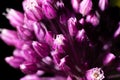 Flowers round onions on a black background Royalty Free Stock Photo