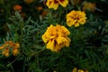 The flowers are round yellow and very fat and on top Royalty Free Stock Photo