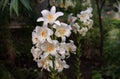 Flowers of the royal snow-white lily with golden stamens close-up on a blurred natural background Royalty Free Stock Photo