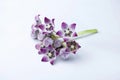 Flowers of rubber bush tree, Calotropis procera