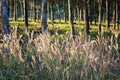 Flowers and rubber tree Royalty Free Stock Photo