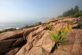 Flowers on the rugged coast of Acadia National Park, Maine.