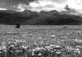 Flowers and the Ruminahui volcano, Ecuador.