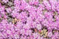 Flowers of Ruschia viridifolia