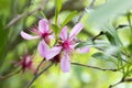 Flowers of the Russian Almond Tree, Prunus tenella