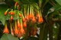 Flowers in ruwenzori mountains Royalty Free Stock Photo