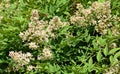 Flowers of Sacred Bamboo or Nandina domestica Royalty Free Stock Photo