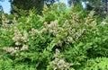 Flowers of Sacred Bamboo or Nandina domestica Royalty Free Stock Photo