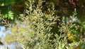 Flowers of Sacred Bamboo or Nandina domestica Royalty Free Stock Photo