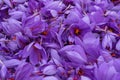 Flowers of saffron collection. Crocus sativus, commonly known as the Royalty Free Stock Photo