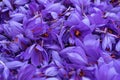 Flowers of saffron collection. Crocus sativus, commonly known as the Royalty Free Stock Photo
