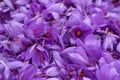 Flowers of saffron collection. Crocus sativus, commonly known as the Royalty Free Stock Photo