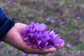 Flowers of saffron collection. Crocus sativus, commonly known as the Royalty Free Stock Photo