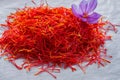 Flowers of saffron collection. Crocus sativus, commonly known as the Royalty Free Stock Photo