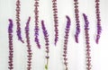 Flowers sage on whate background. Pattern. Floral concept. Top view Royalty Free Stock Photo