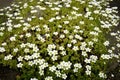 Flowers of Sagina subulata blooms in the garden on a sunny day. Alpine Pearlwort Royalty Free Stock Photo