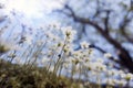 Flowers of Sagina subulata blooms in the garden on a sunny day. Alpine Pearlwort.Small depth of sharpness Royalty Free Stock Photo