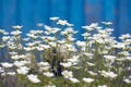 Flowers of Sagina subulata blooms in the garden on a sunny day. Alpine Pearlwort.Small depth of sharpness Royalty Free Stock Photo