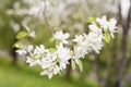 Flowers of sakura flowers, cherry, apple blossoms, sunny day, close-up. Natural spring background Royalty Free Stock Photo
