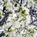 Flowers of sakura flowers, cherry, apple blossoms, sunny day, blue sky. Natural spring background Royalty Free Stock Photo