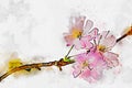 Flowers sakura spring pink blossoms watercolor Royalty Free Stock Photo