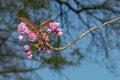 Flowers sakura spring pink blossoms Royalty Free Stock Photo