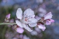 Flowers sakura spring pink blossoms Royalty Free Stock Photo