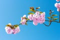 Flowers sakura spring pink blossoms Royalty Free Stock Photo