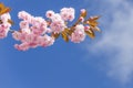 Flowers sakura spring pink blossoms Royalty Free Stock Photo