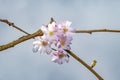 Flowers sakura spring pink blossoms Royalty Free Stock Photo