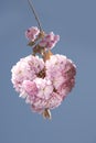 Flowers sakura spring pink blossoms Royalty Free Stock Photo