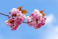 Flowers sakura spring pink blossoms Royalty Free Stock Photo