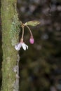 Flowers sakura spring pink blossoms Royalty Free Stock Photo