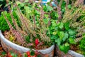 Flowers for sale at a flower market, Amsterdam, The Netherlands Royalty Free Stock Photo