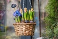 Flowers for sale at flower market. Bulbous perennial flowers for the garden. Early spring bulbs and crocuses growing in baskets