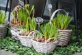 Flowers for sale at flower market. Bulbous perennial flowers for the garden. Early spring bulbs and crocuses growing in baskets