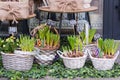 Flowers for sale at flower market. Bulbous perennial flowers for the garden, Early spring hyacinth and crocuses growing in baskets